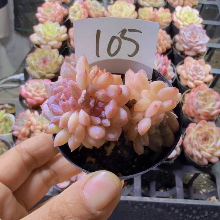 105.qqqqqwwwwwwwww