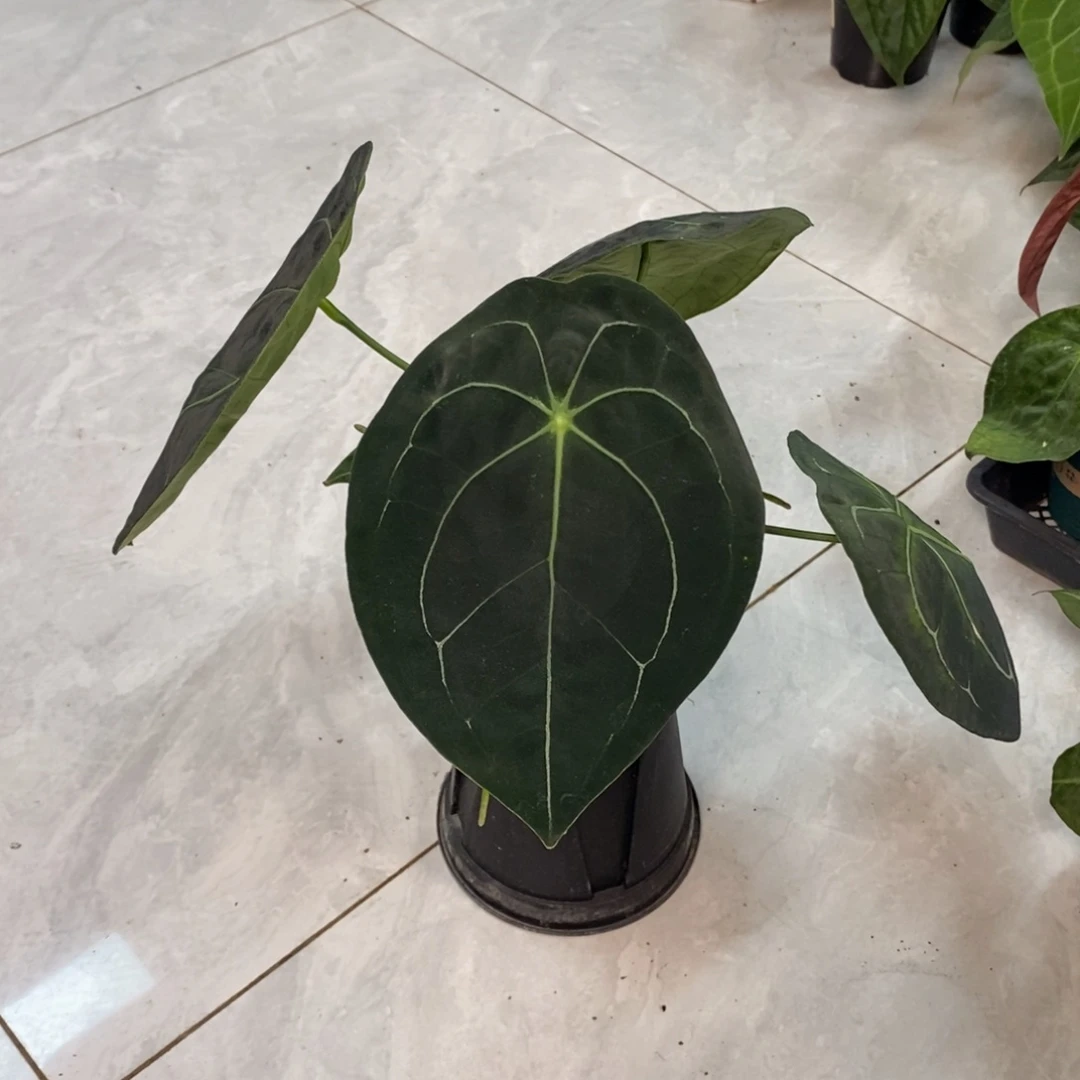 不开花植物38 盾叶