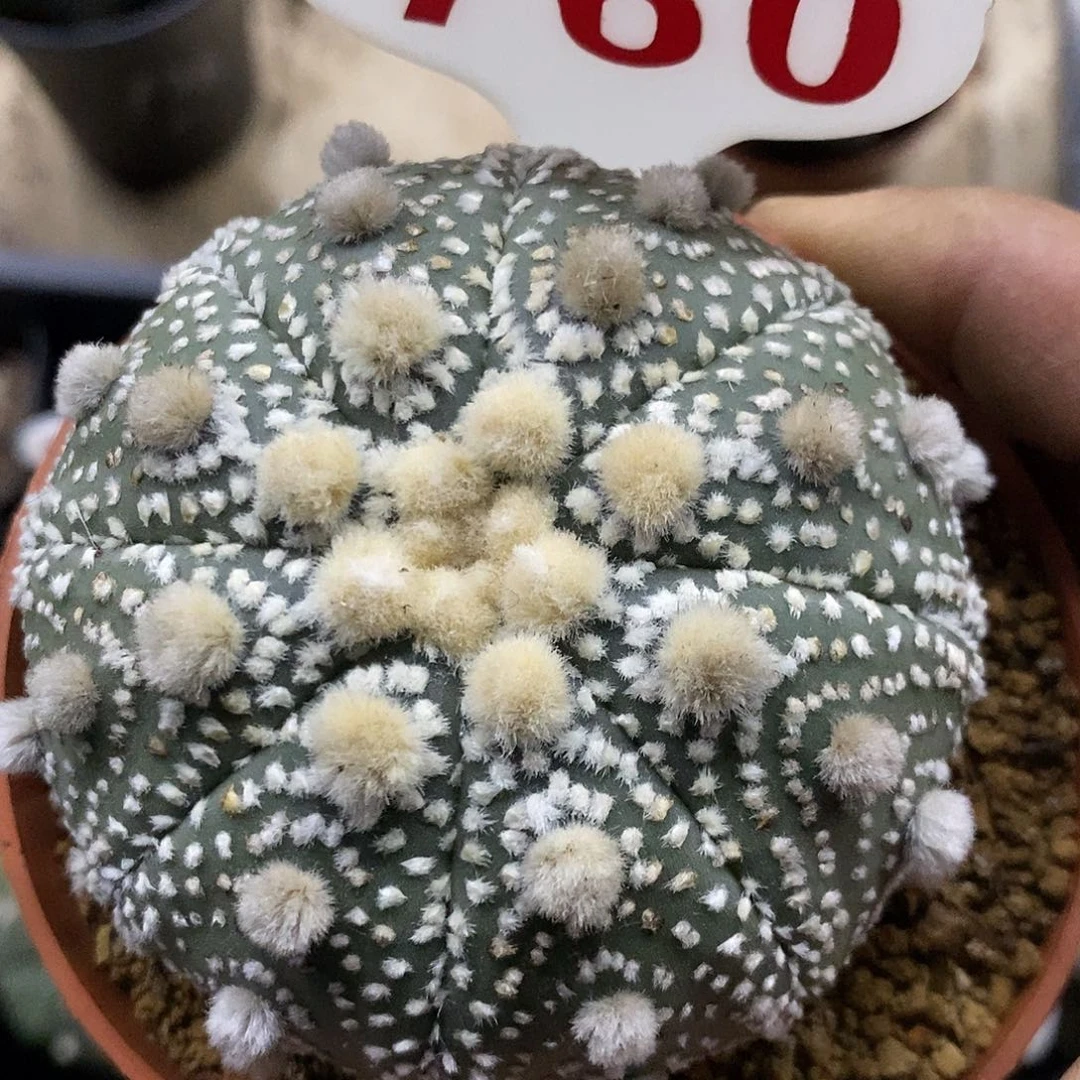 760大优岩田福利特价咯