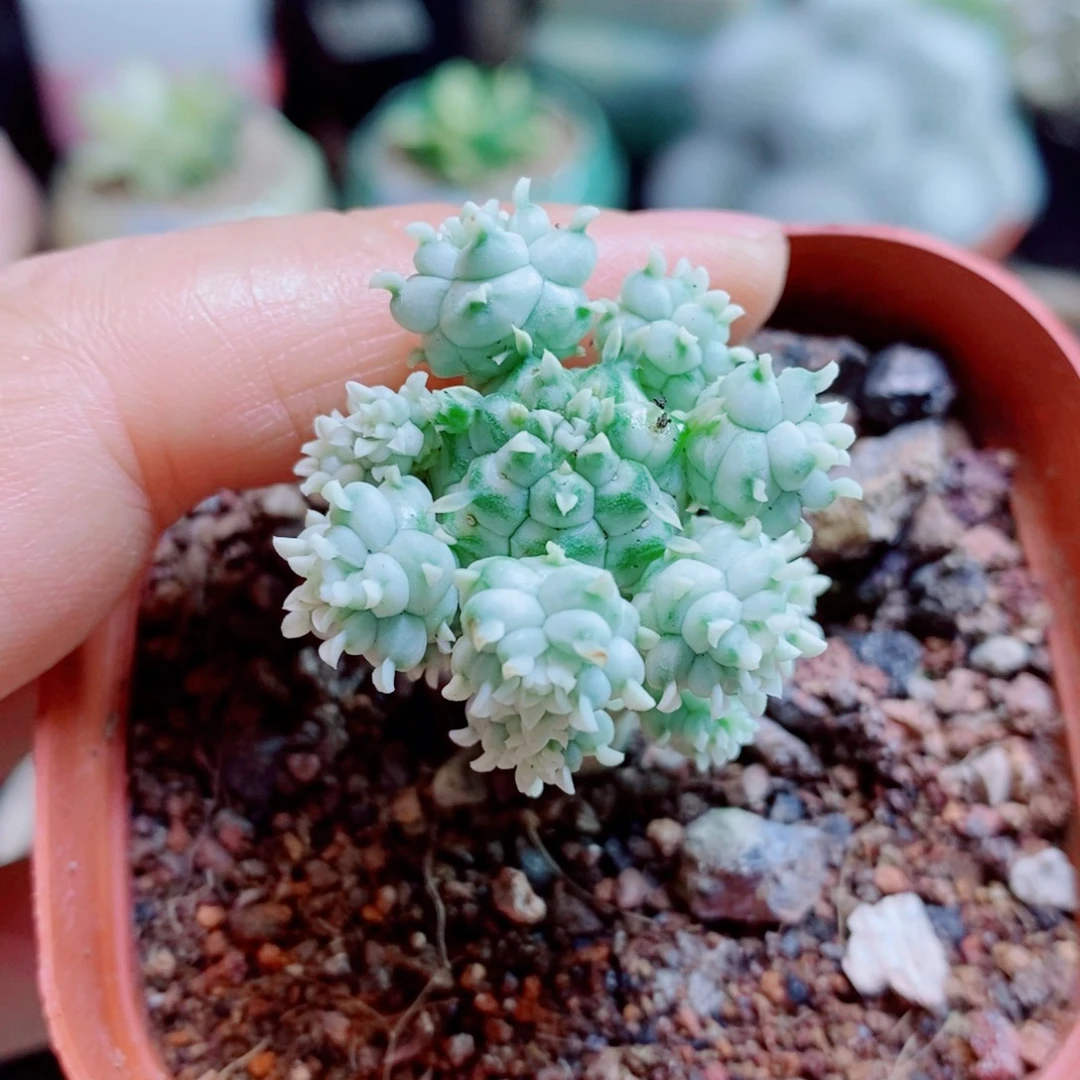 生石花花花花花花花花273