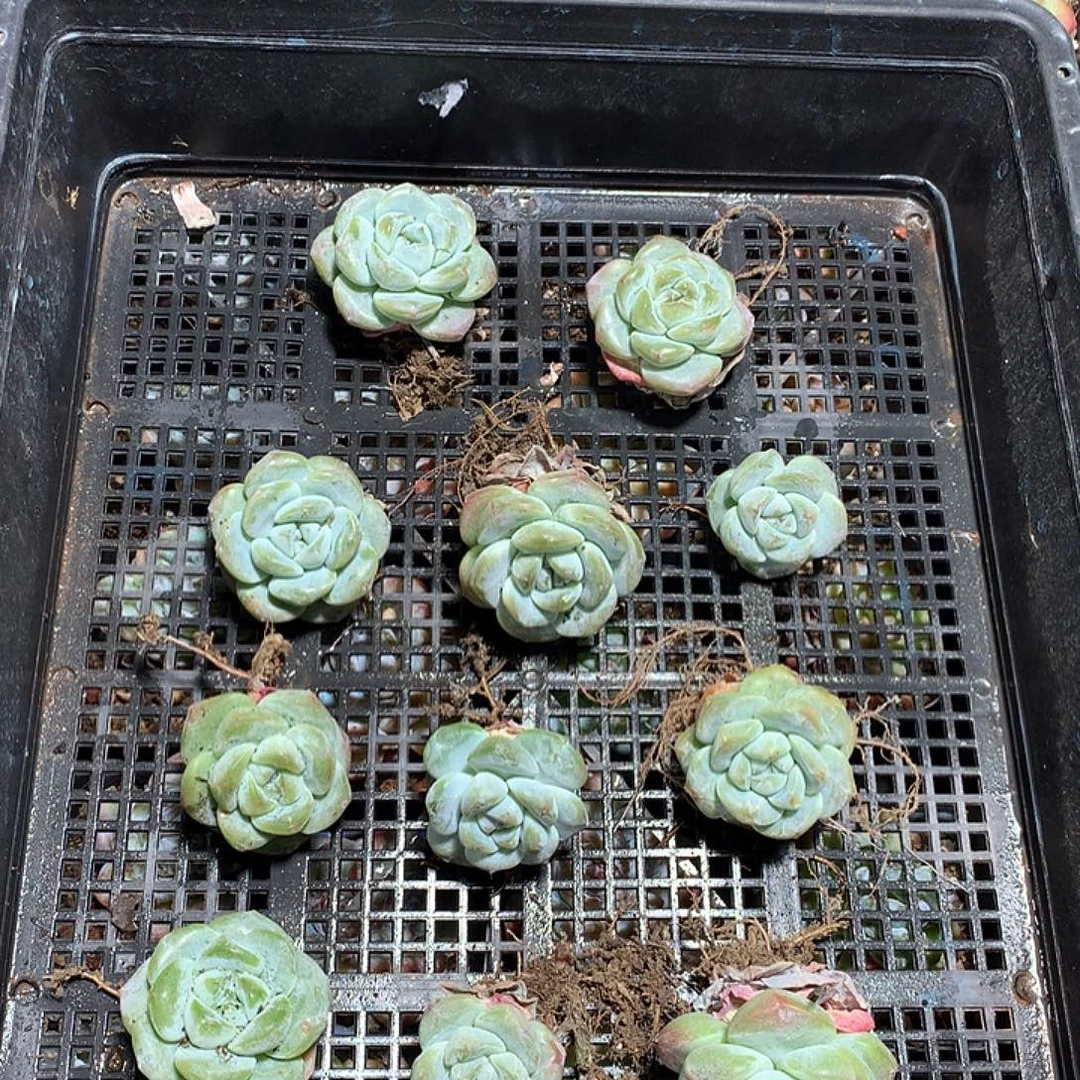赵赵豆子哈哈哈哈哈哈哈