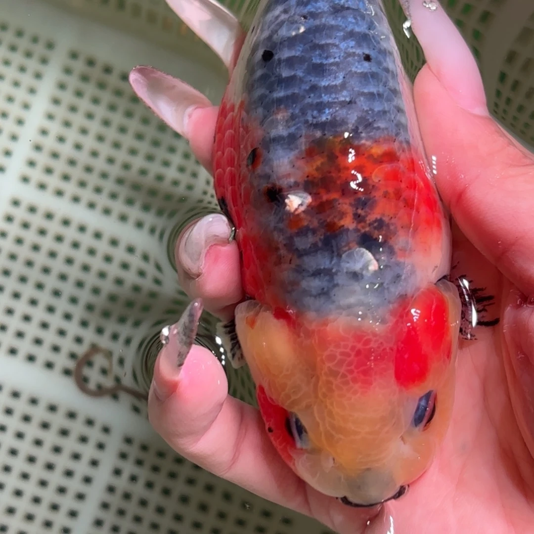 M***o金鱼拍包装包邮，不拍包装运费到付