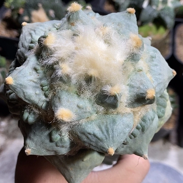 苗转龙牙怒带黄体锦可当母本897号