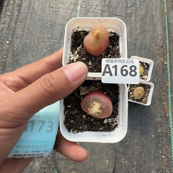 168多肉植物多肉植物