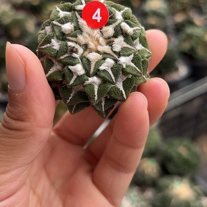 苗接落地仙人球04