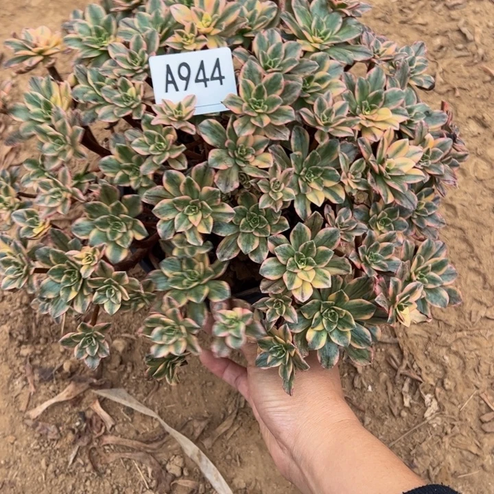 甜茶多肉植物944.