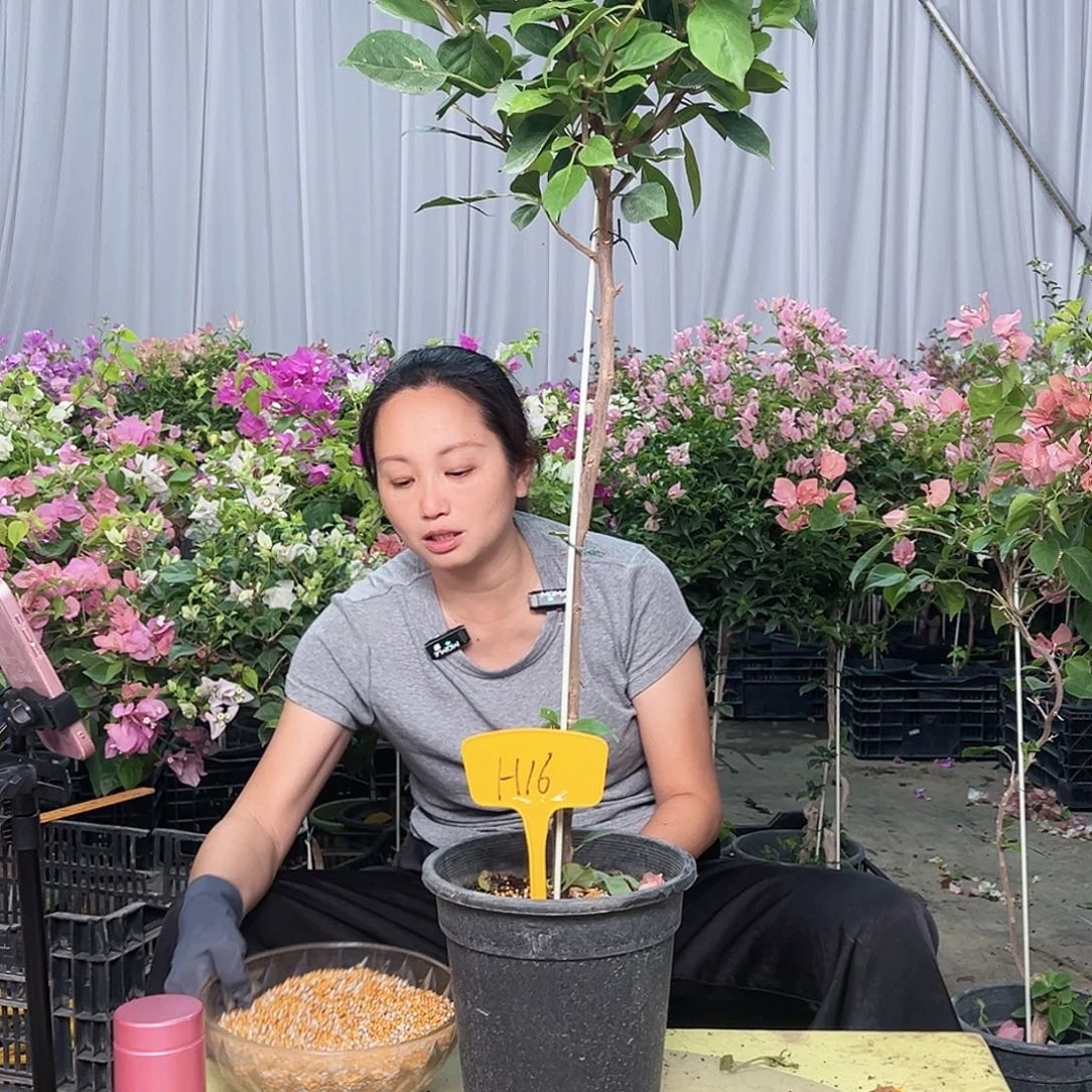 我***心当前无花栽培后可以开花H16变色龙
