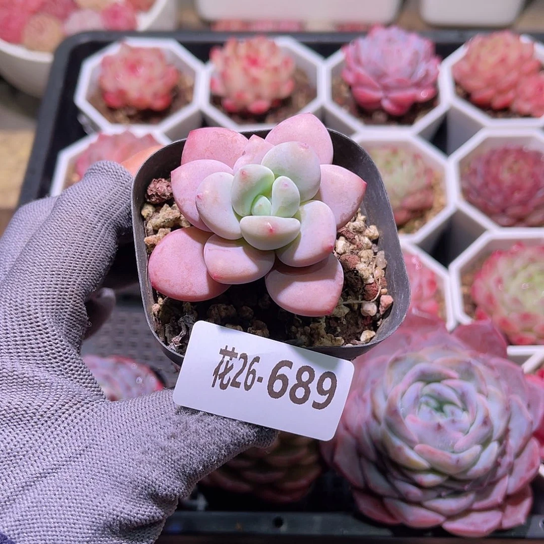 花26-689洛神单头