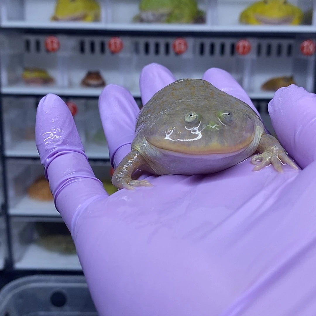 角蛙小丑一只6公分