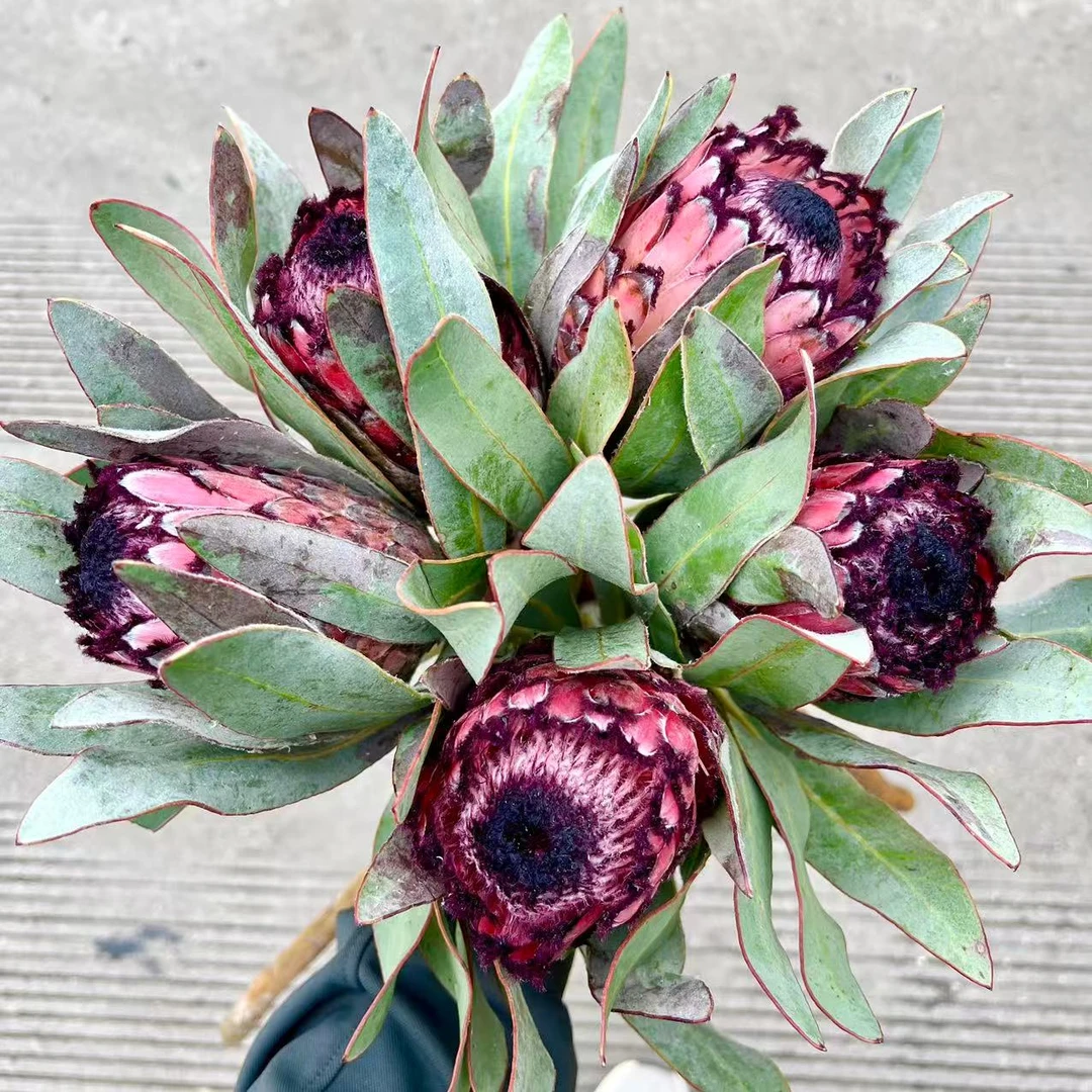 【思芹花卉|红宝石公主】高级小众公主花，可做干花顺丰包邮