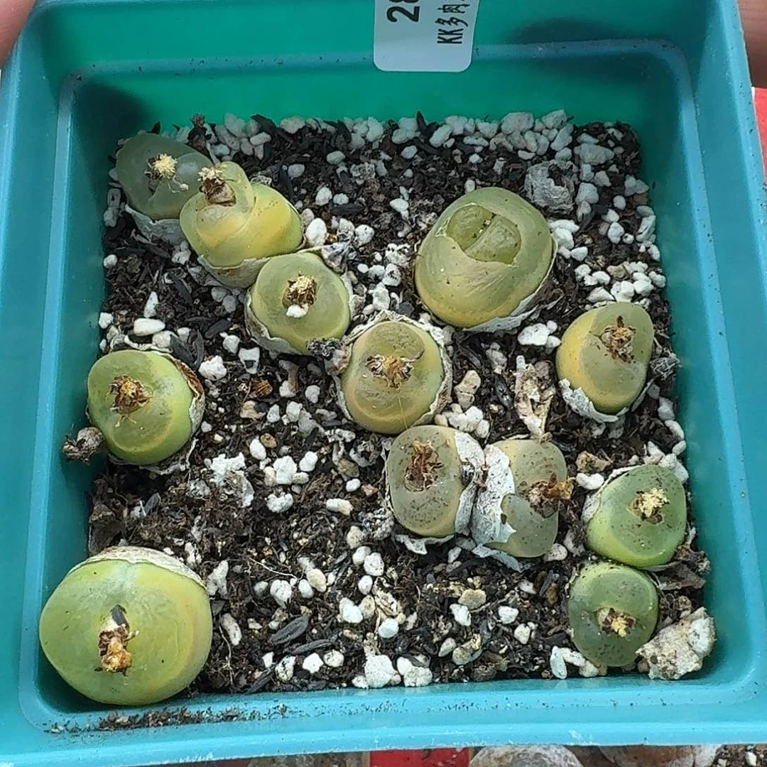 大*281 ，一物一拍，多肉植物