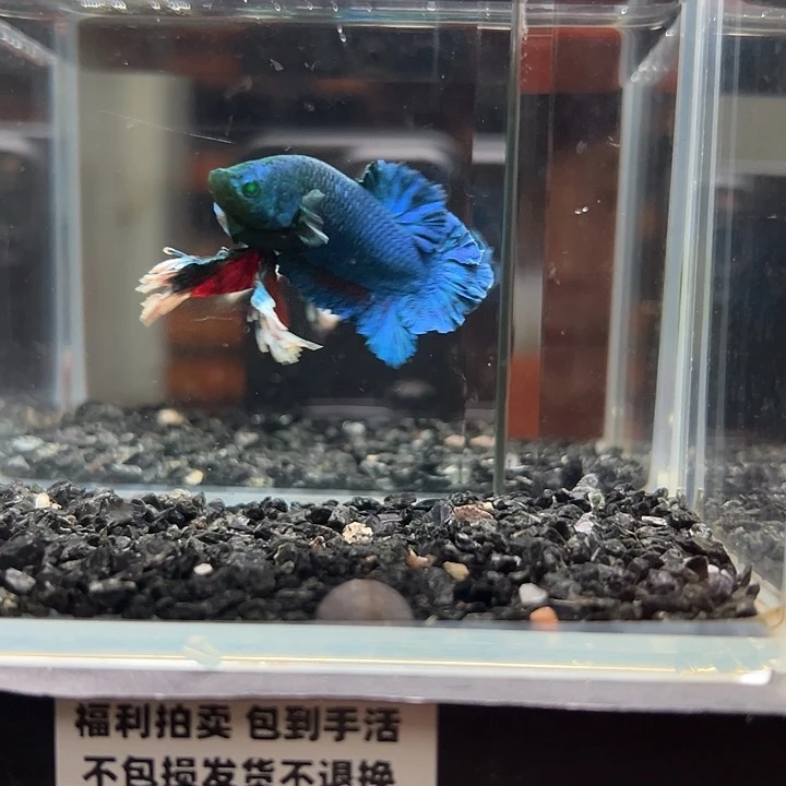 斗鱼竞拍跑单拉黑19日73