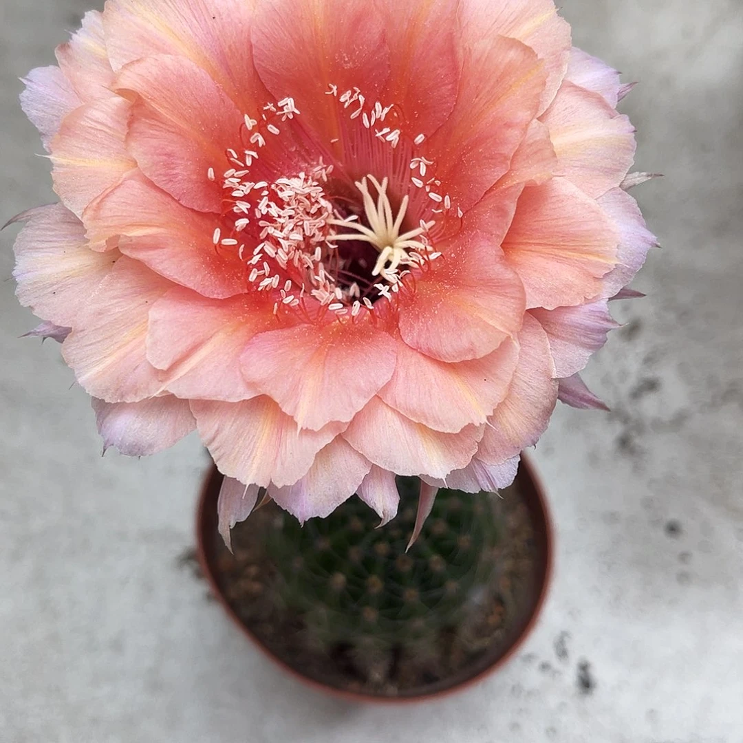 彩草16号6公分左右