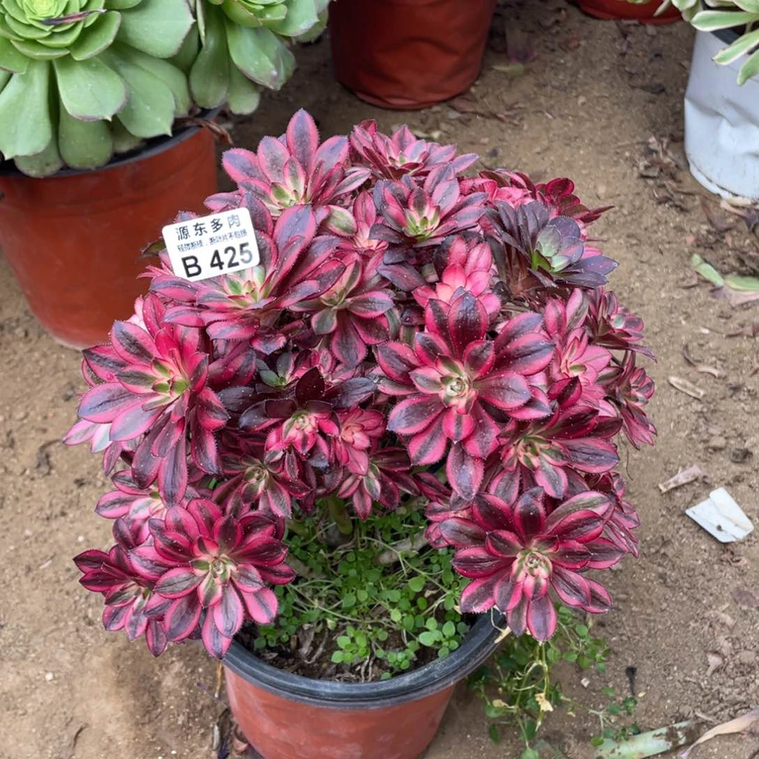 425香奈儿多肉法师断枝不包