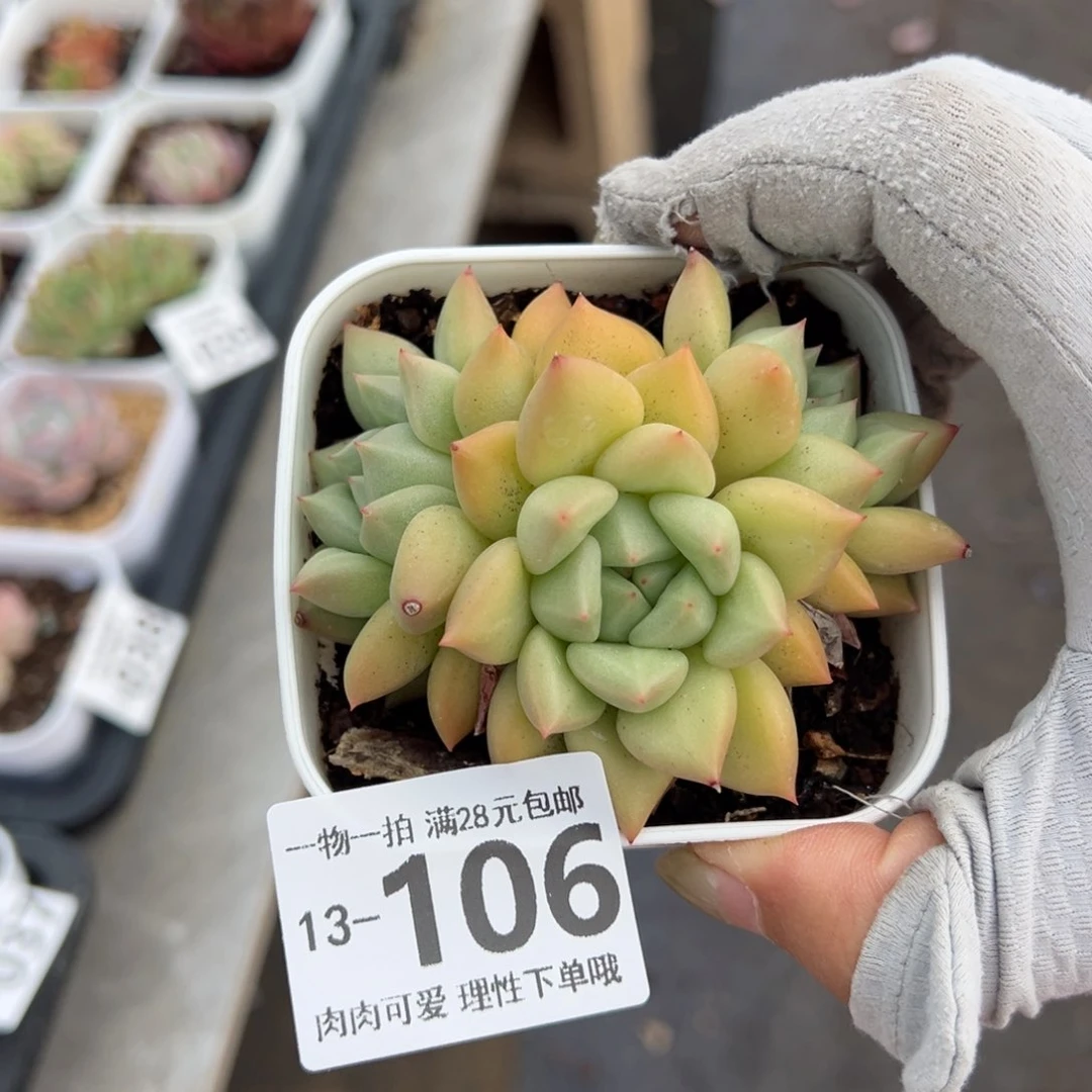 黄金象牙多肉多肉多肉多肉多肉