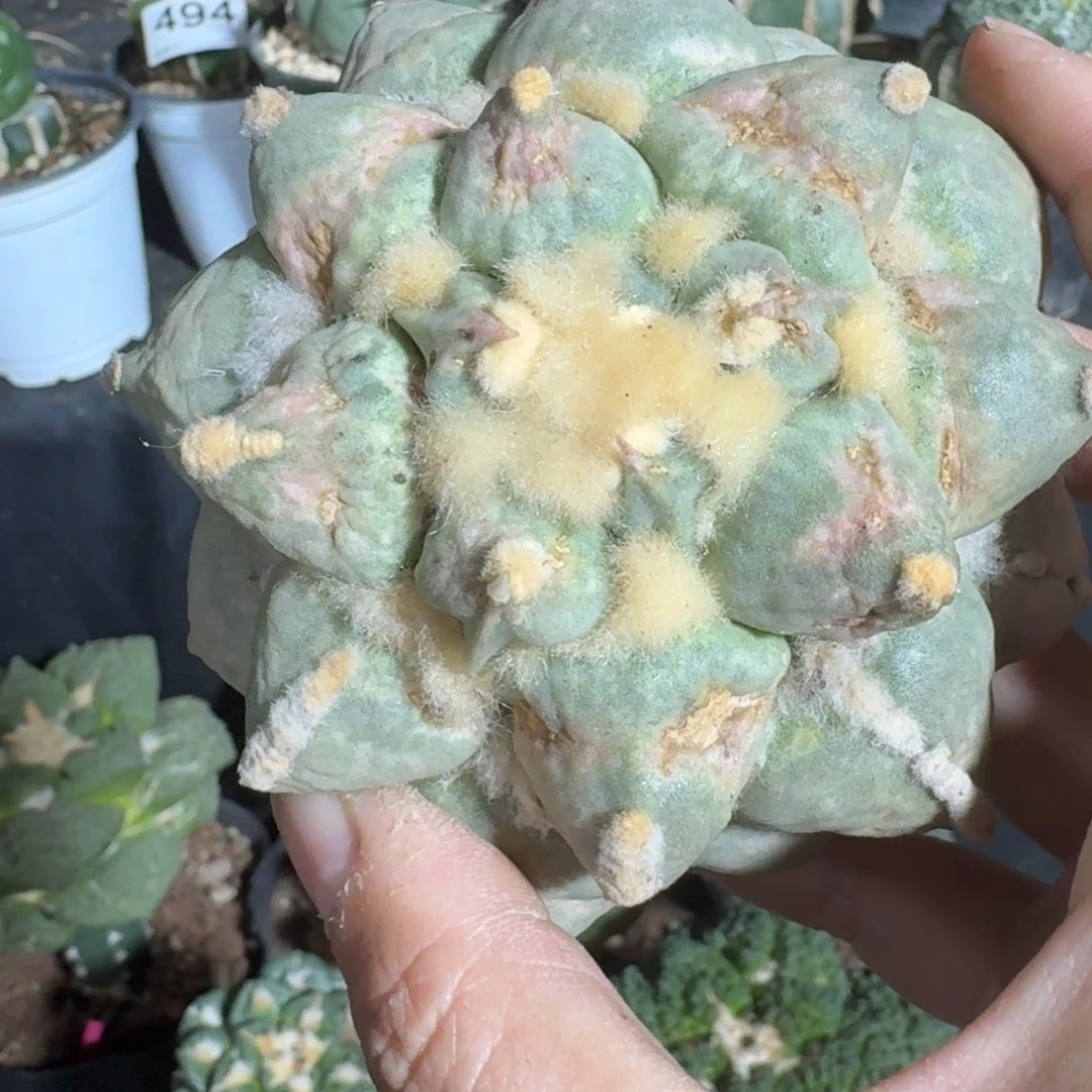 【闪购商品】爱****猪落地蛋尤