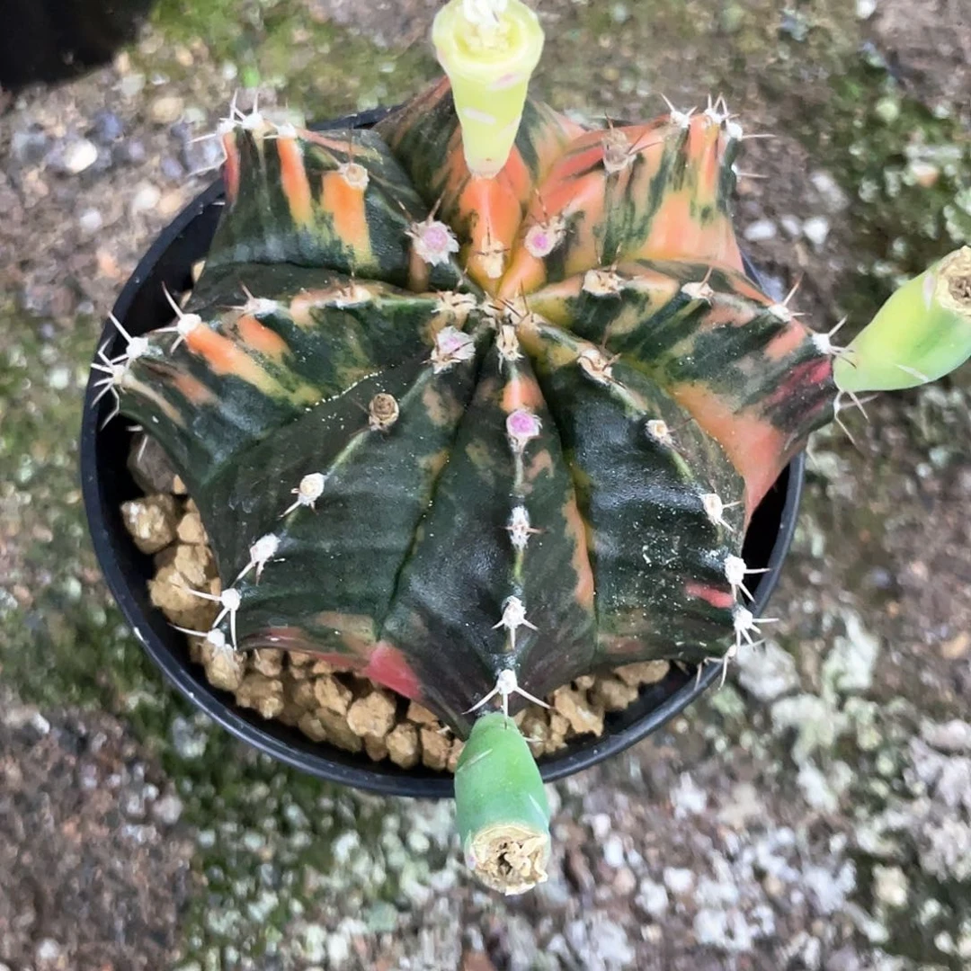 泰米实生，虎斑米哈