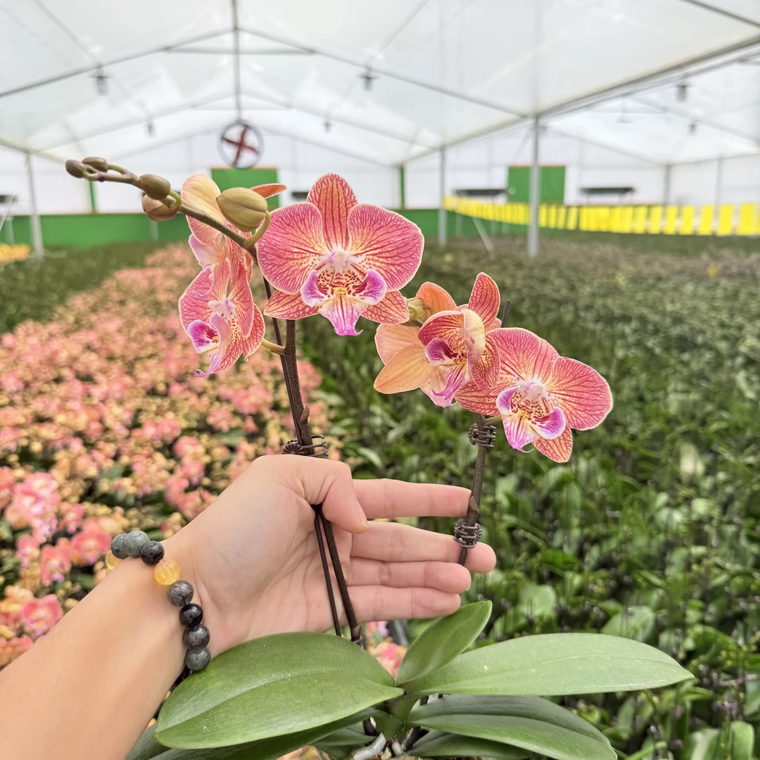 【金缕衣】花心思精品蝴蝶兰 带花带花苞 蜡质花  双花剑 2.8寸杯