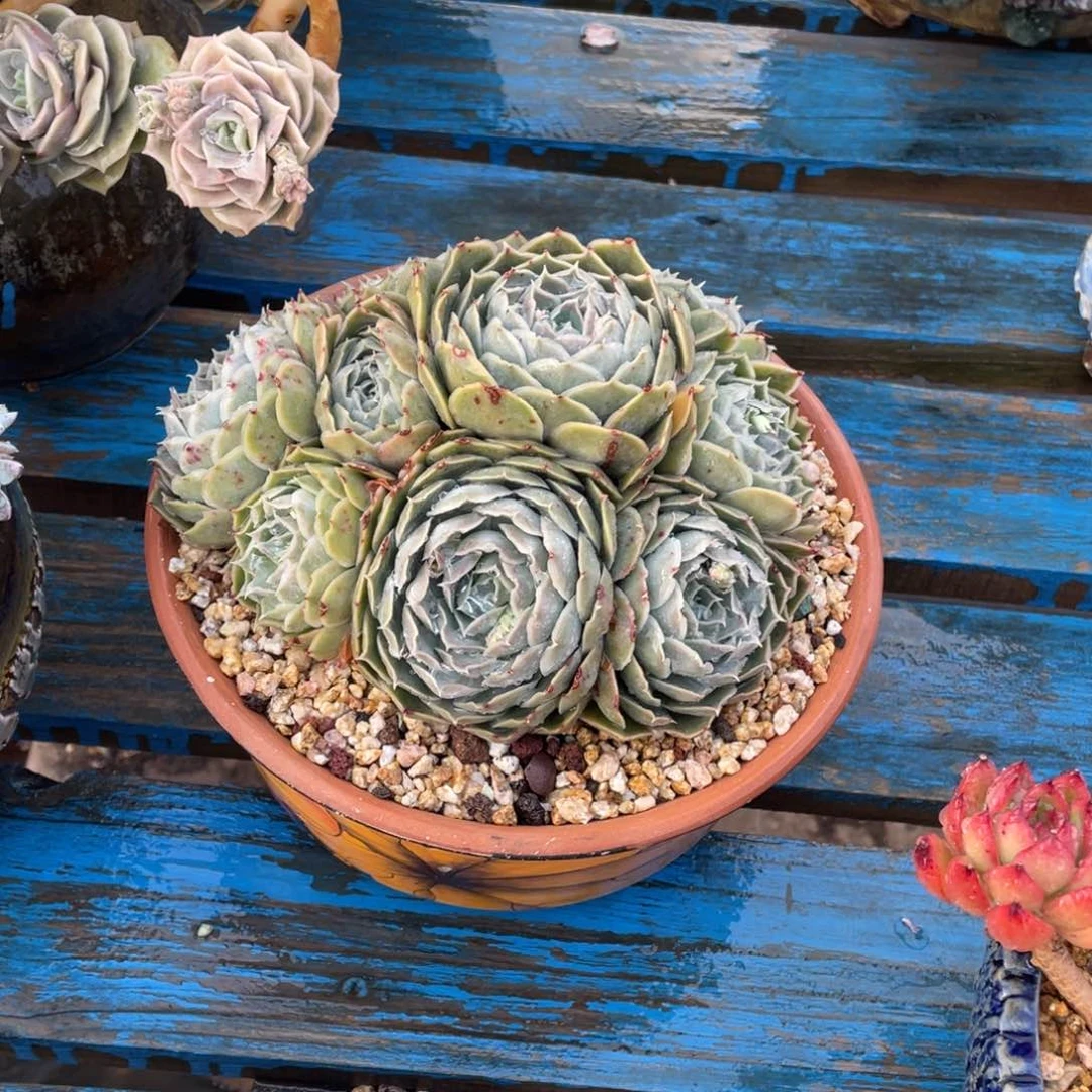 豆总多肉蓝丝绒群