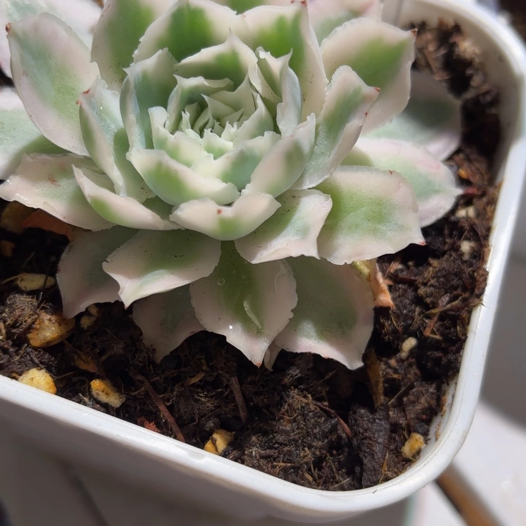 蓝丝绒锦多肉植物