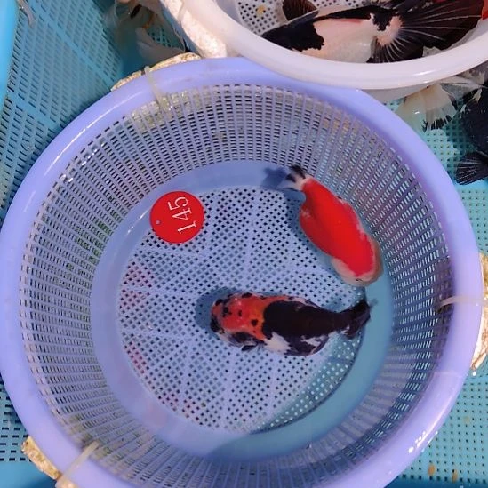 金鱼145兰寿两只特价顺丰包邮