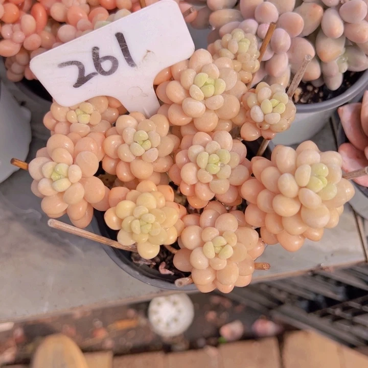 健健康康平平安安