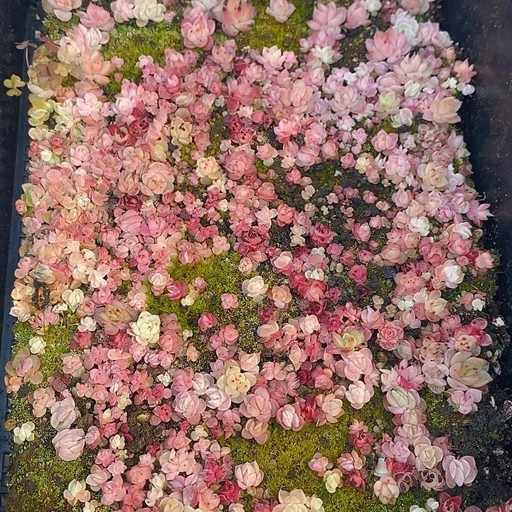 151多肉植物盆栽花卉植物