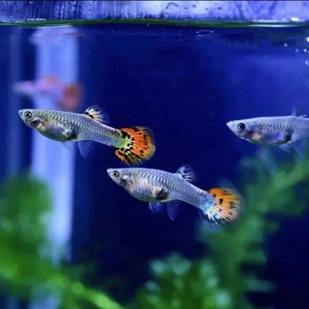 孔雀鱼观赏观赏鱼小鱼钻石鱼苗淡水热带好养小型耐活耐养凤尾