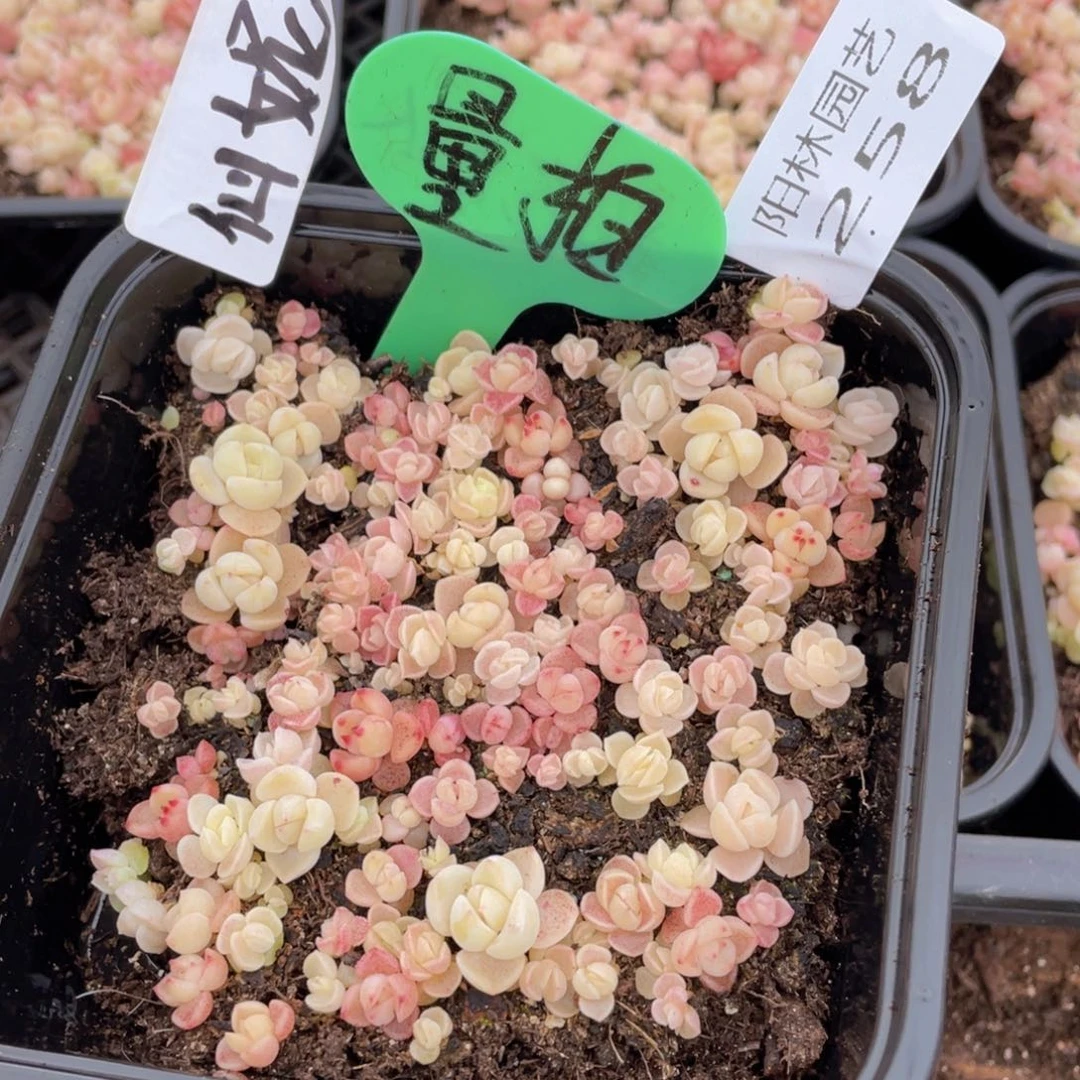 量拍多肉植物多肉植物258