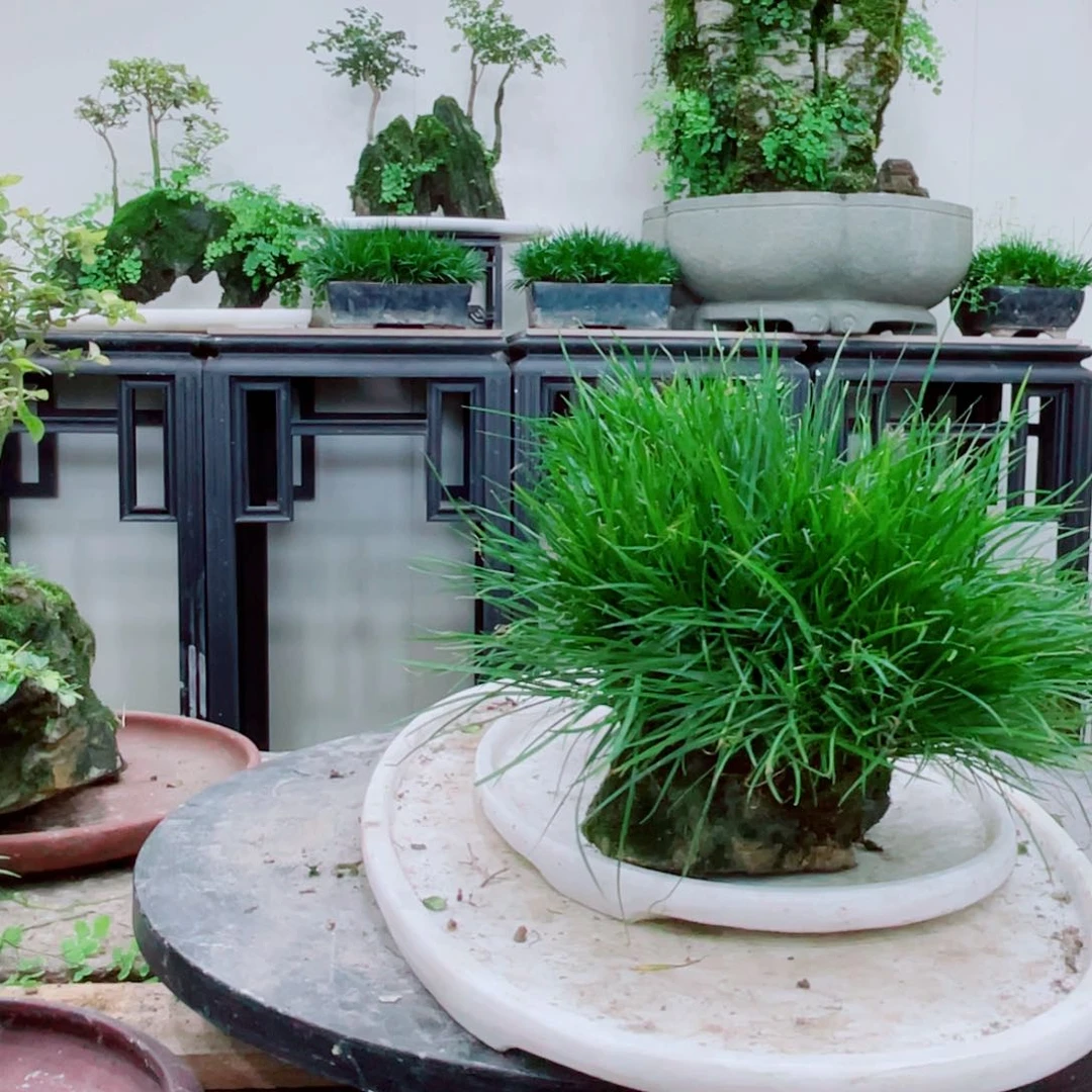 无铅玻璃矿铁线蕨提醒铁线蕨