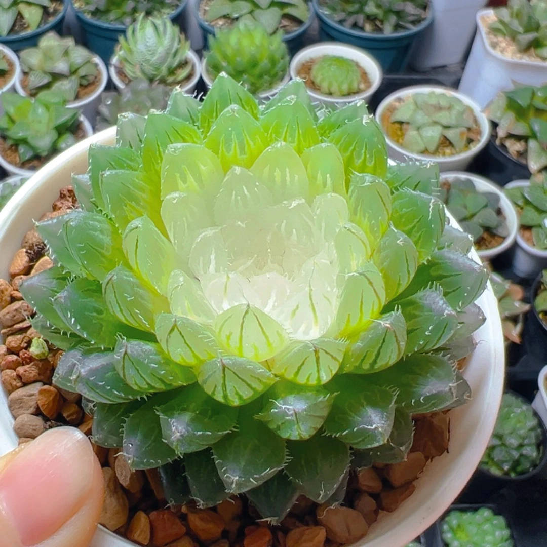 宝莲灯玉露多肉多肉多肉