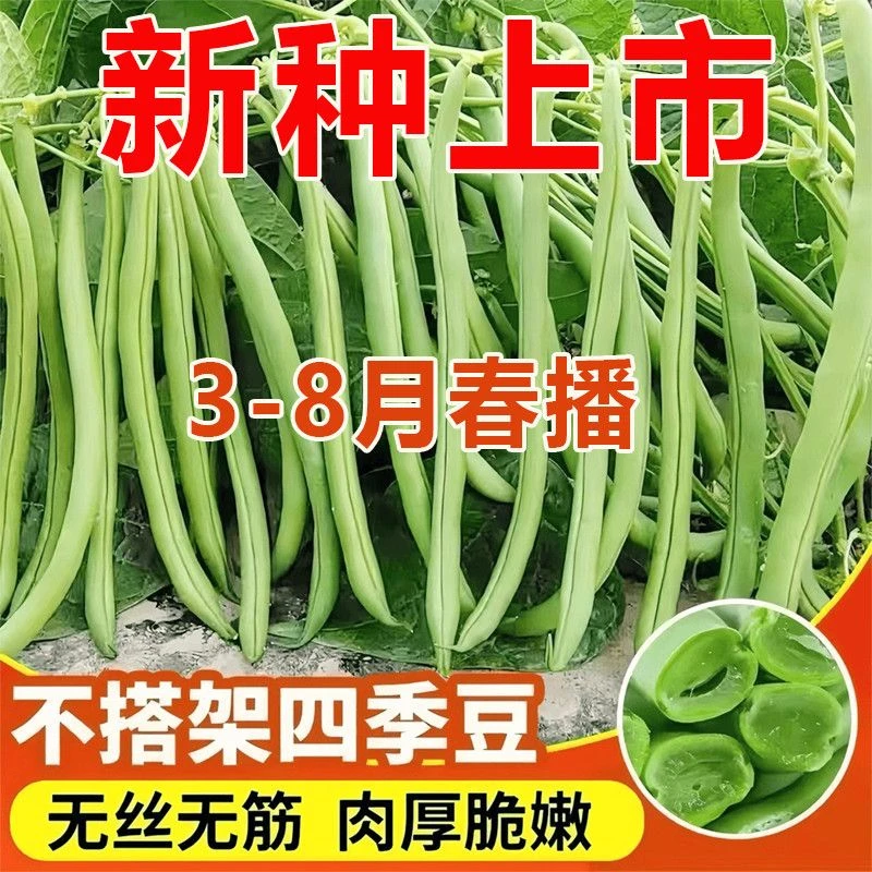 【不搭架】无架地豆种子无筋四季豆不搭架豆角种春季庭院阳台菜籽