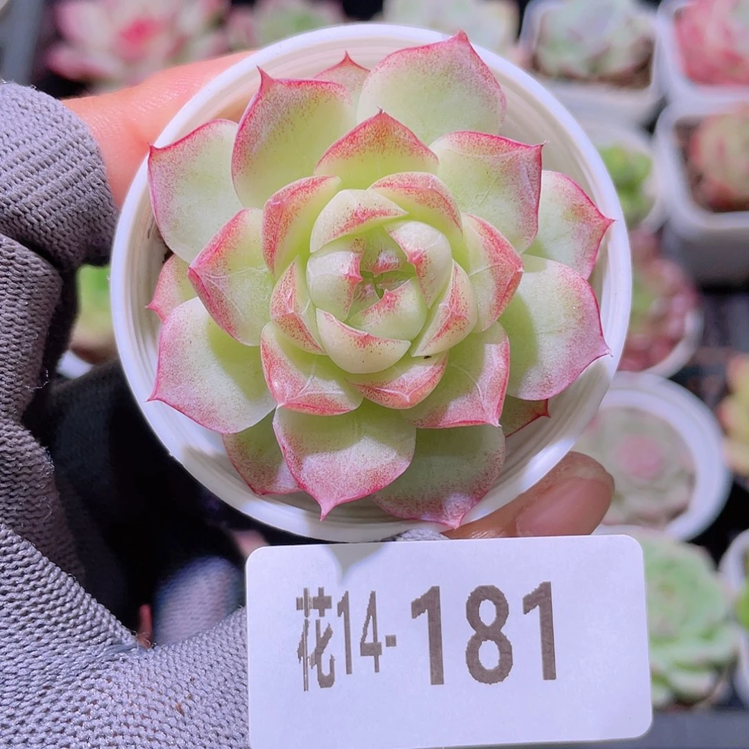 花利美14-181女王玫瑰