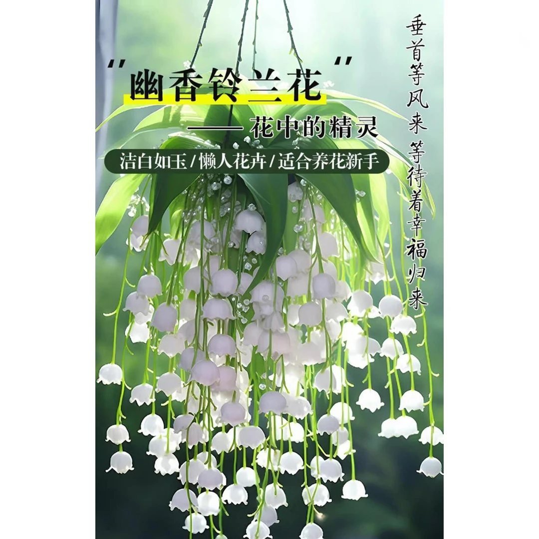 珍稀四季开花绽放铃兰香水苗精选带芽易成活自然芬芳园艺绿植花卉