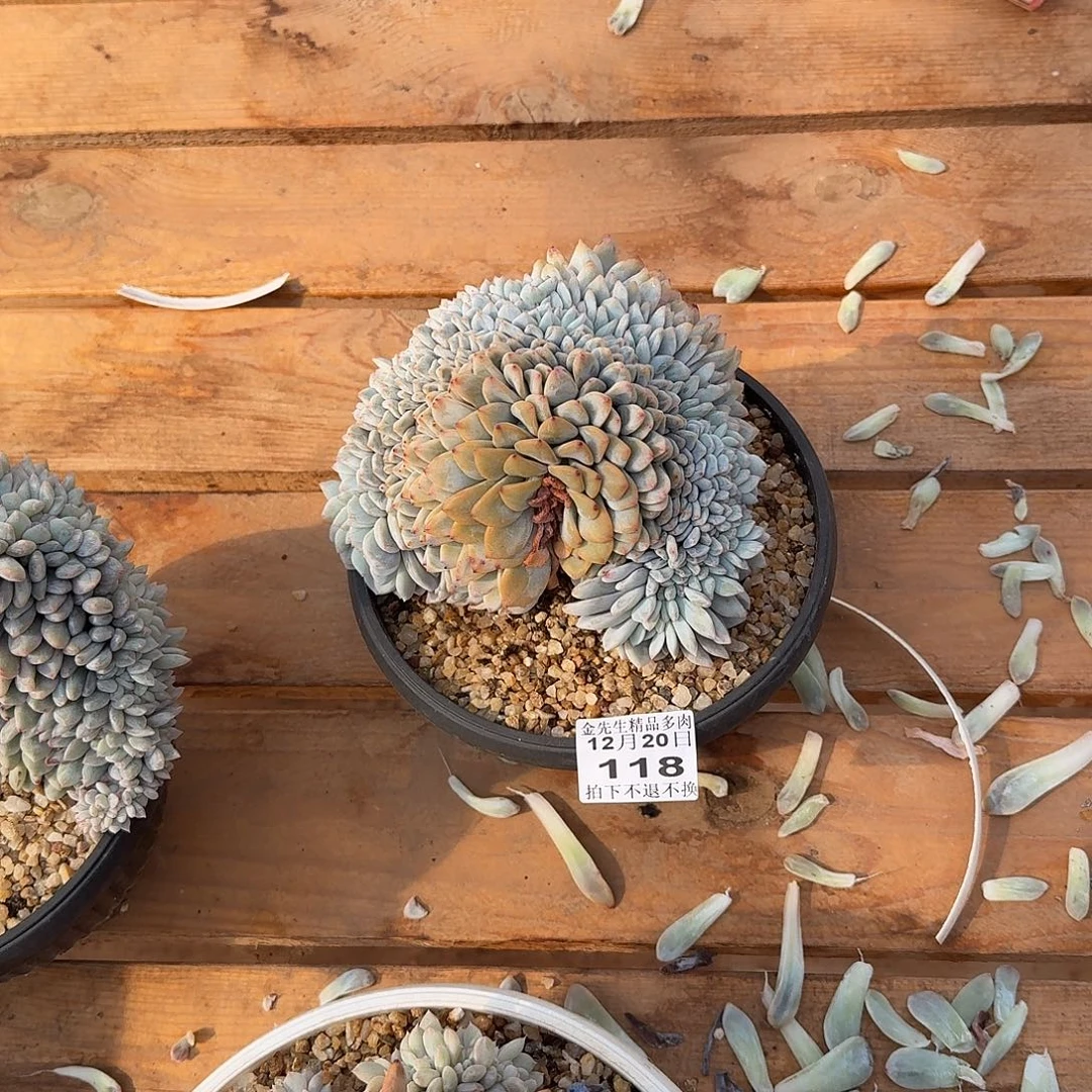 ʚ***心1220-118成梦露锦缀