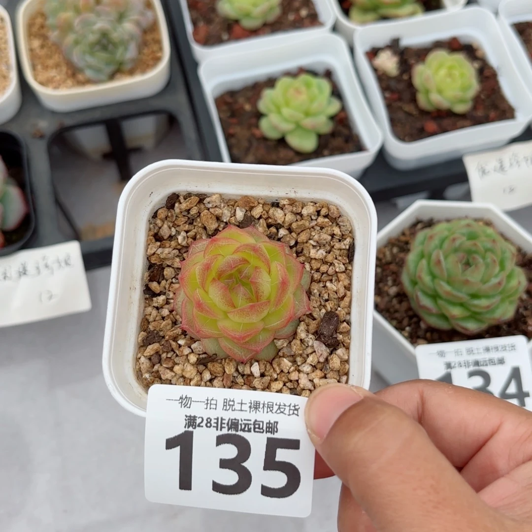 珍翡单头无盆土发货
