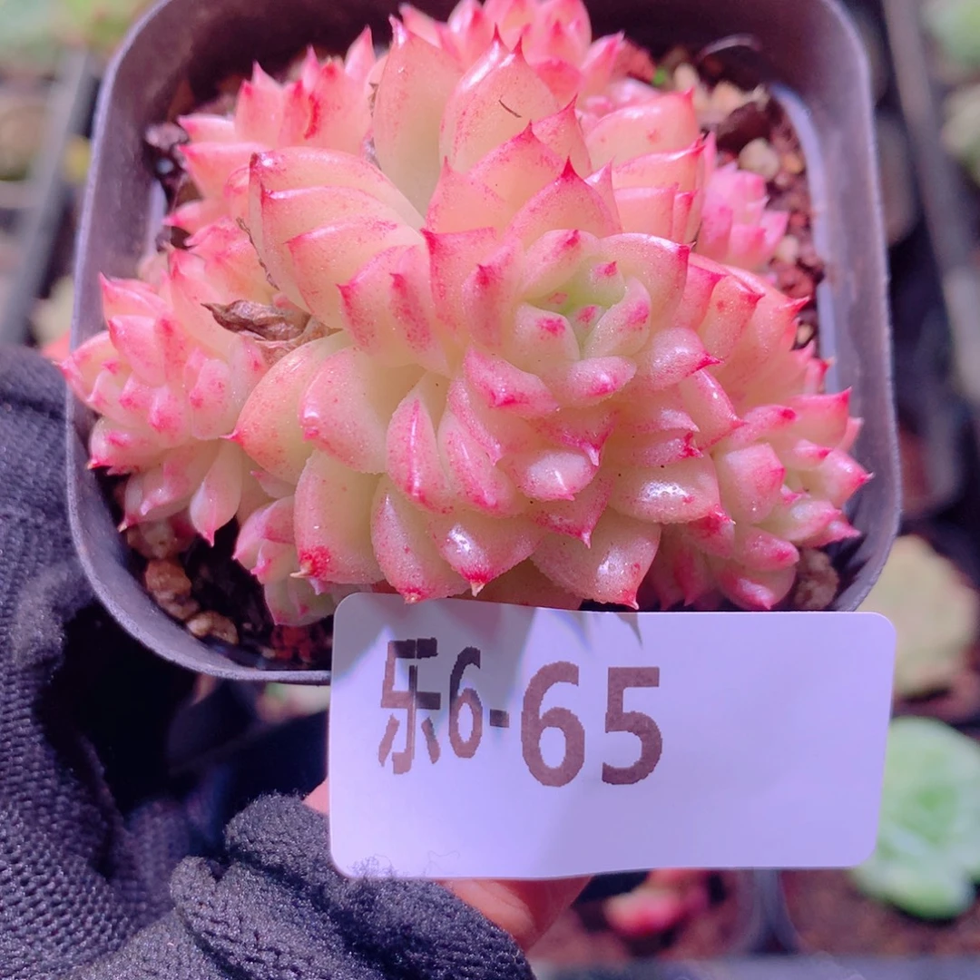 乐然 6-65 麦秆群