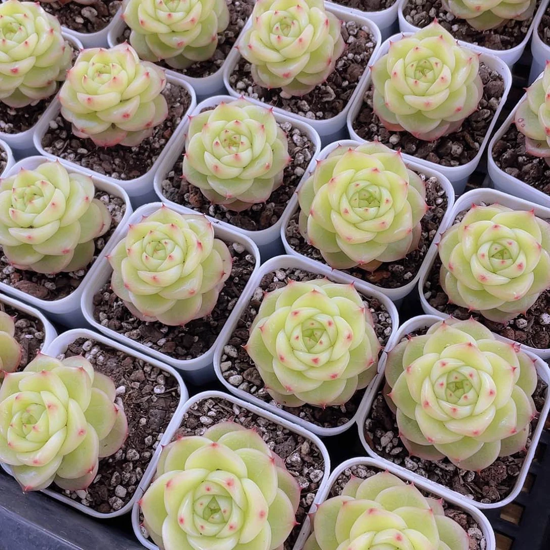 量拍148号杜若珍妮单头一个