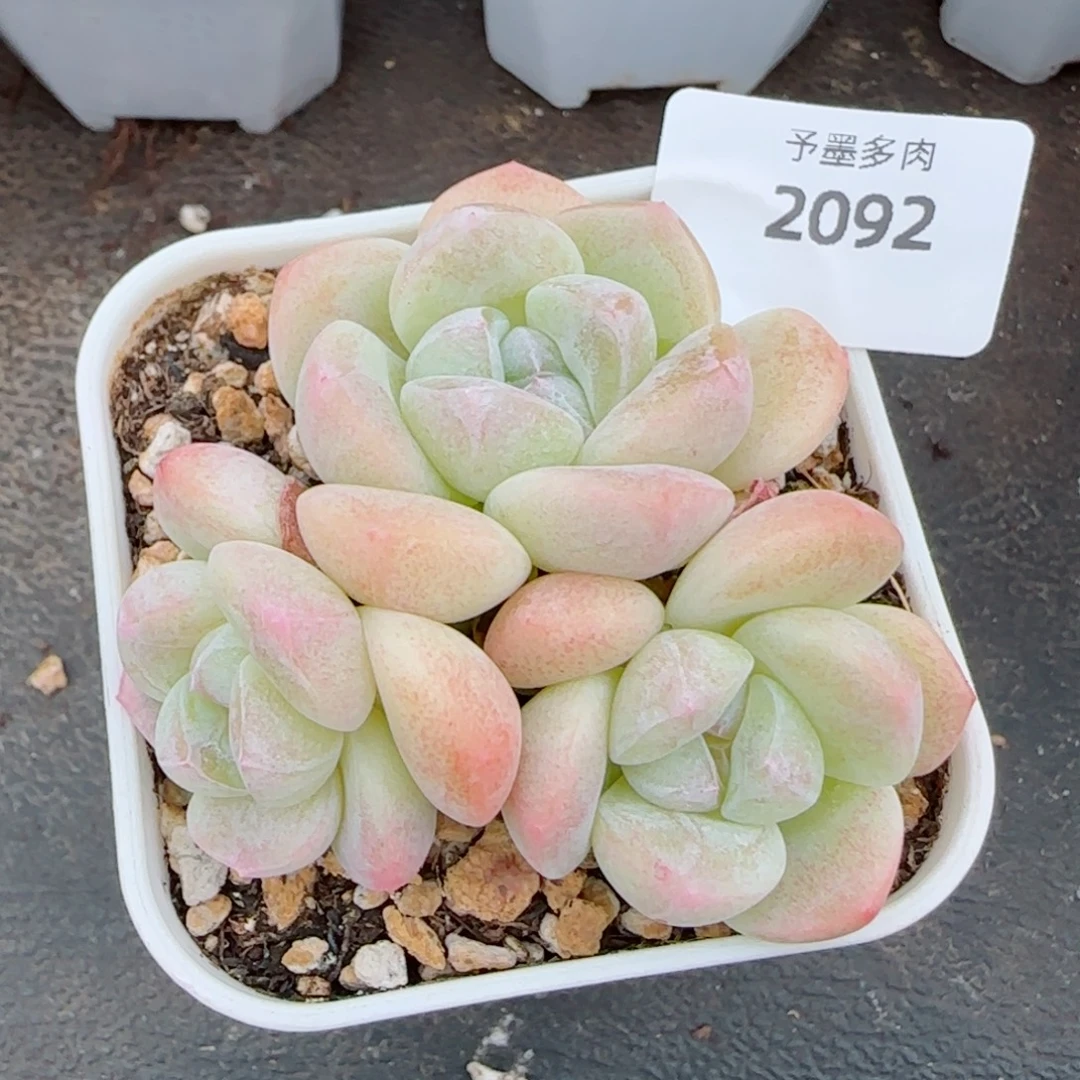 白底奶油冰玉，2092多肉植物