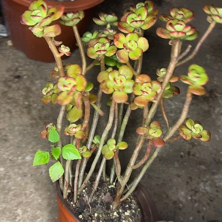 小叶红梅025 多肉植物一物一拍