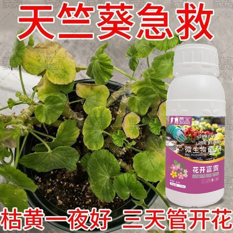 天竺葵杀菌剂病菌杀叶焦枯黄叶炭疽病叶斑病黑斑病杀菌抗病通用肥