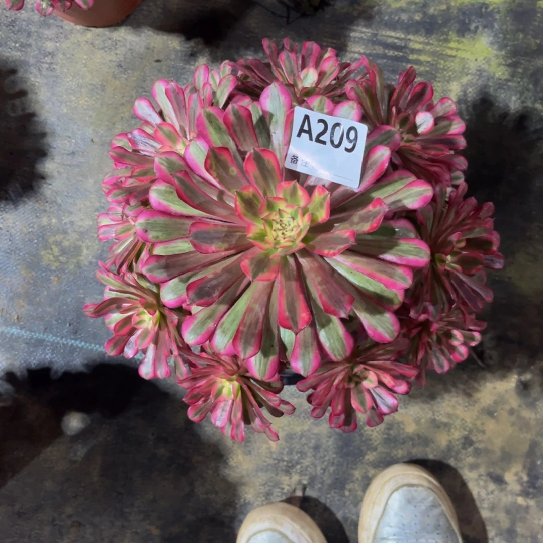多肉植物红铜白209多肉