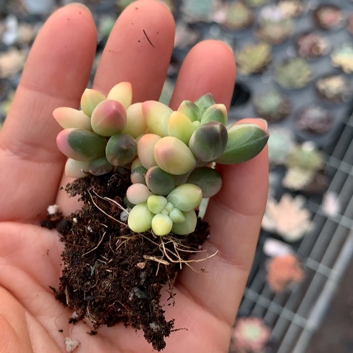 无花朵千代田之松锦