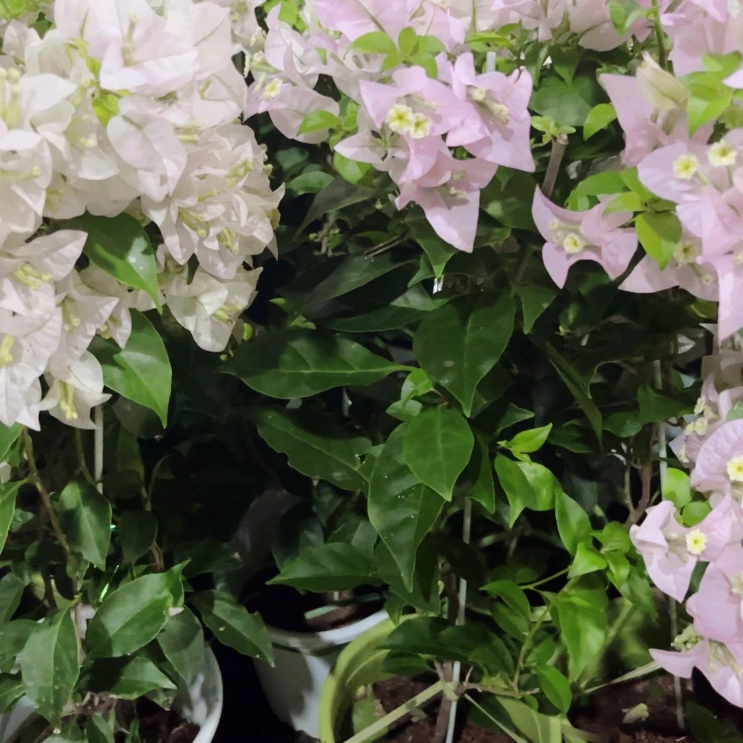 完全开放三角梅苹果花
