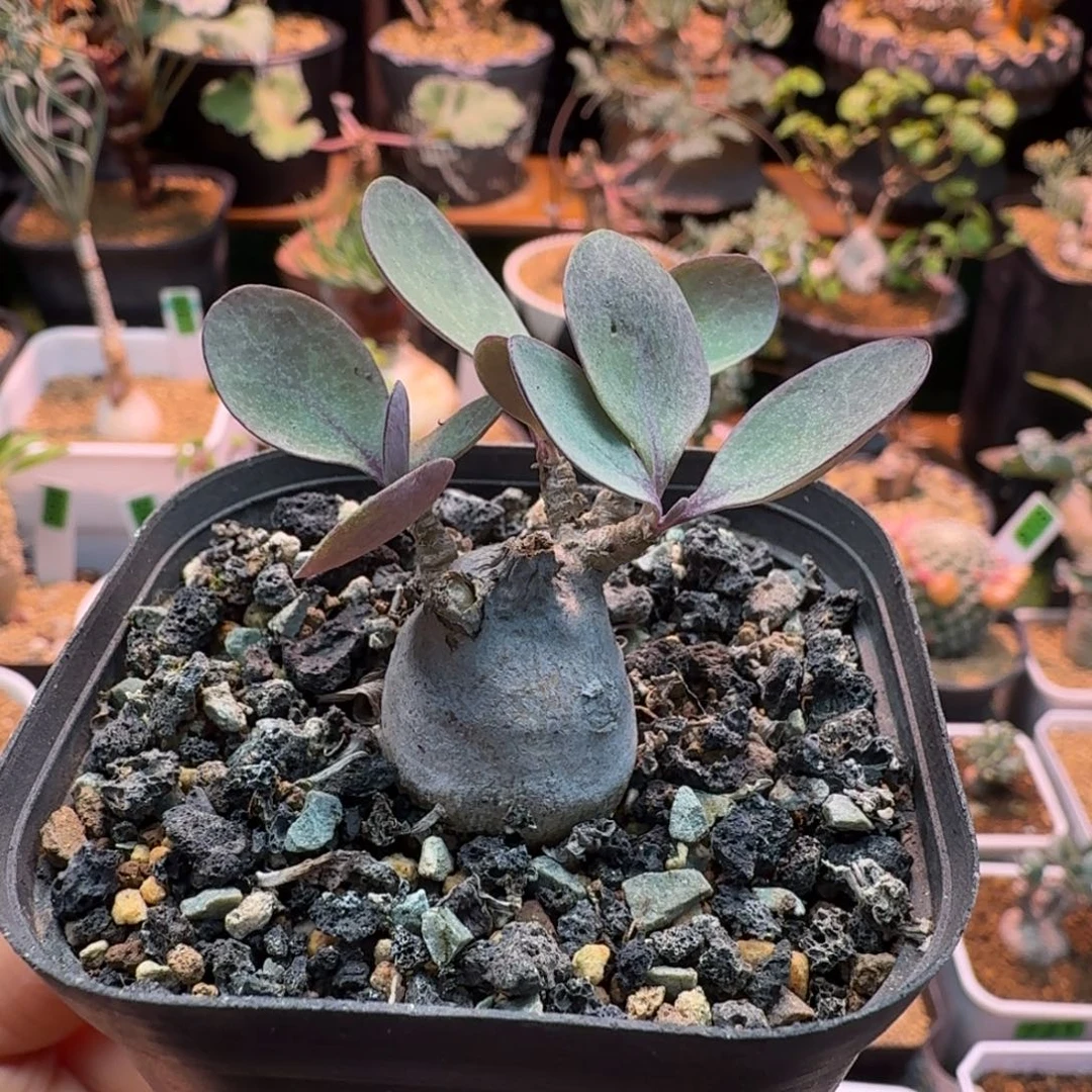 美尻厚墩菊88 仙人球