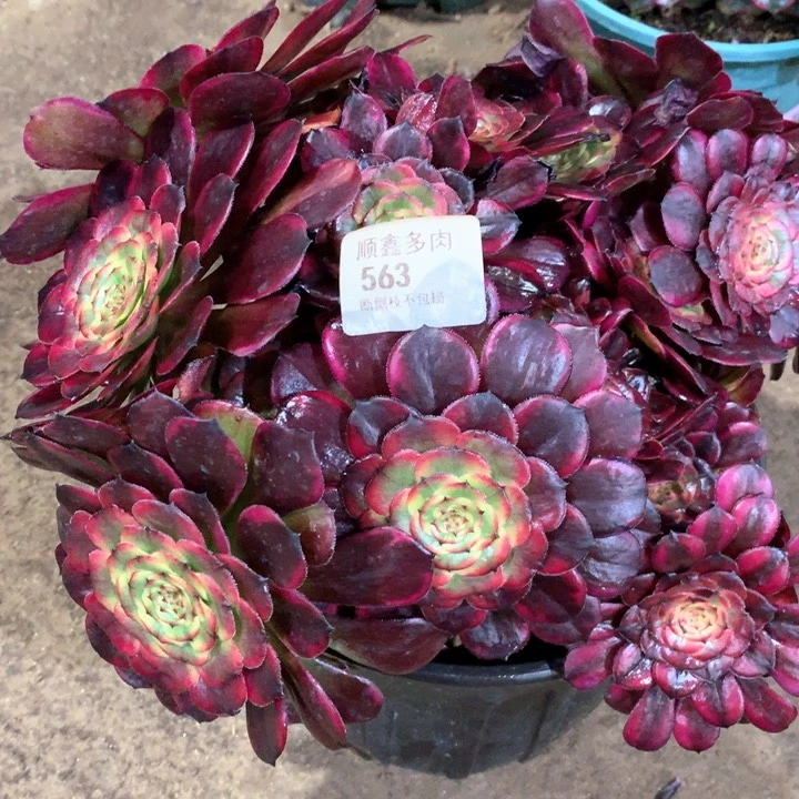 563红金刚多肉植物