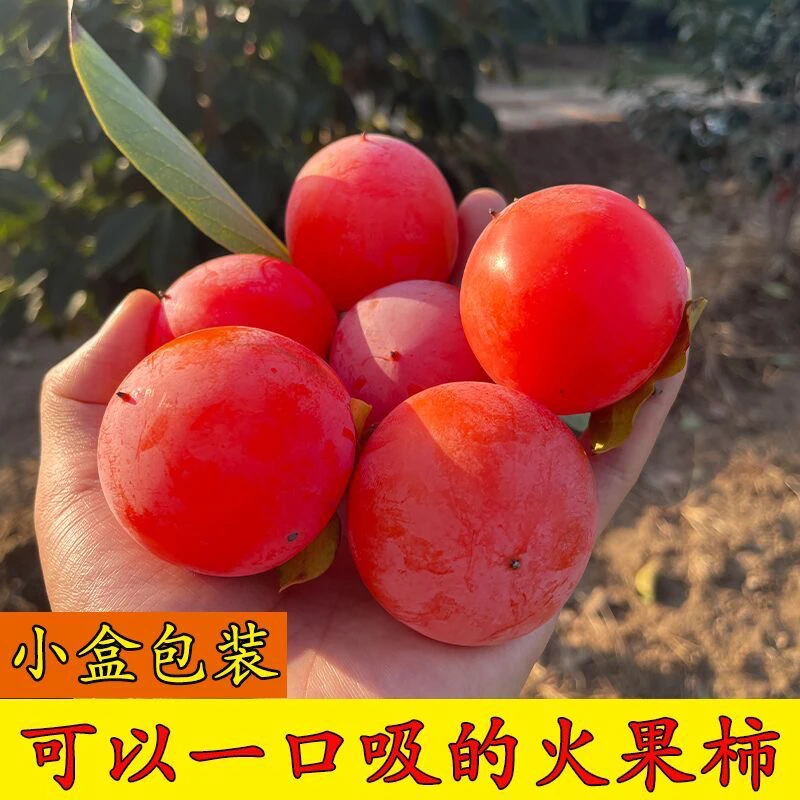 珍珠蜜柿火罐小柿子火晶柿子正宗新鲜应季一口吸流蜜爆甜水果软糯