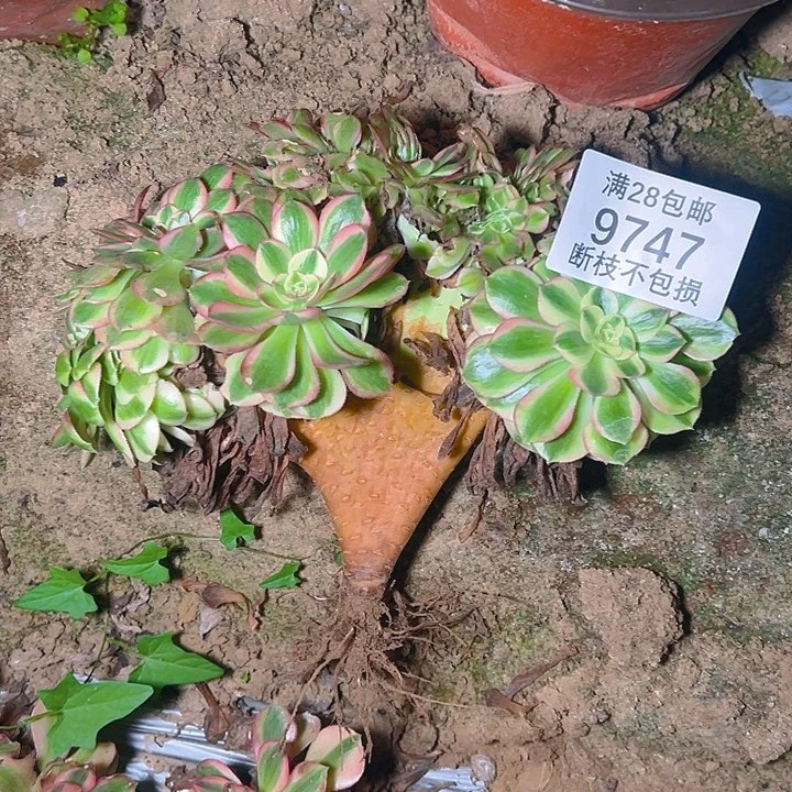 疯***罪9747荔枝缀多肉植物
