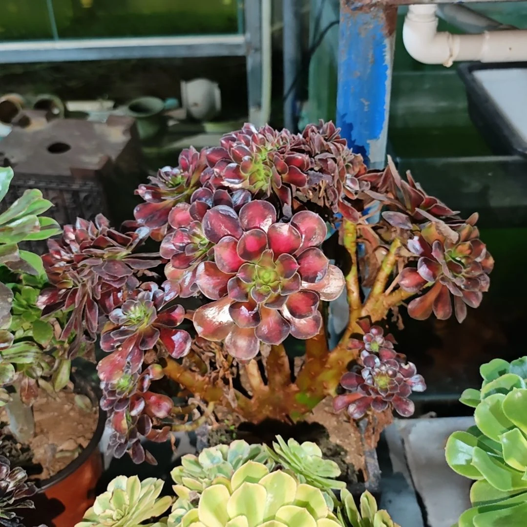 花纳朵缀一物一拍