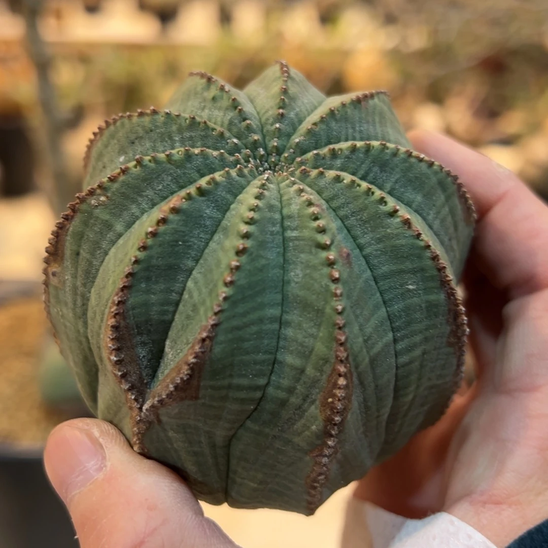 S****李434布纹球脱土发货